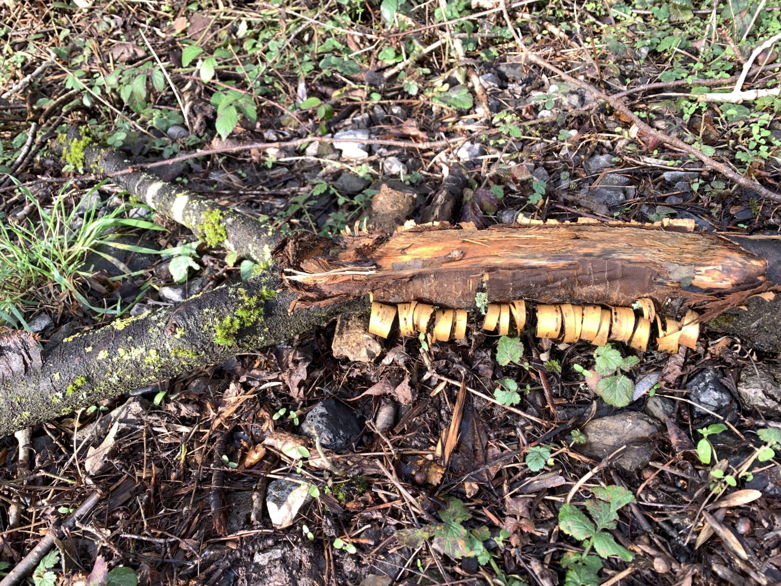 Nature 1
