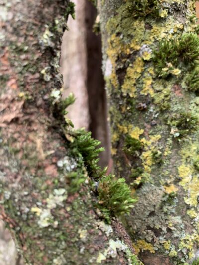 sentiers d'eco Land Art organisé par Ars Natura en 2026 -lichens